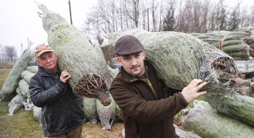 Itt a nagy magyar karácsonyfa-körkép: ennyibe kerülnek a fenyők Békéstől Zaláig