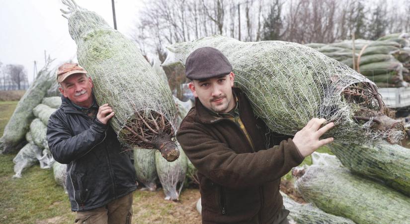 Idén is a luc-, a Nordmann és az ezüstfenyő a sláger