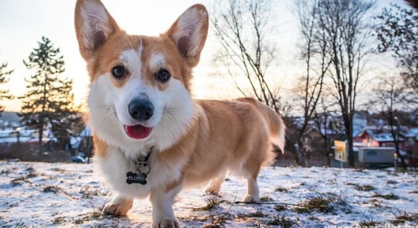 Meddig él a corgi?