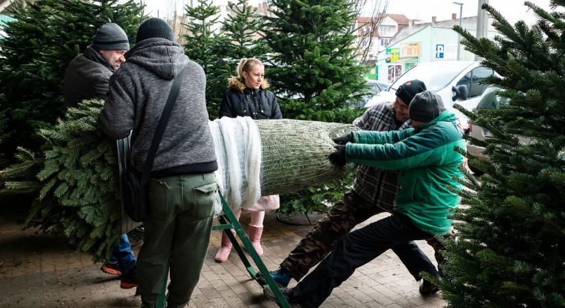 Karácsonyfaszezon 2024 – melyik fenyő a menő és mennyiért?