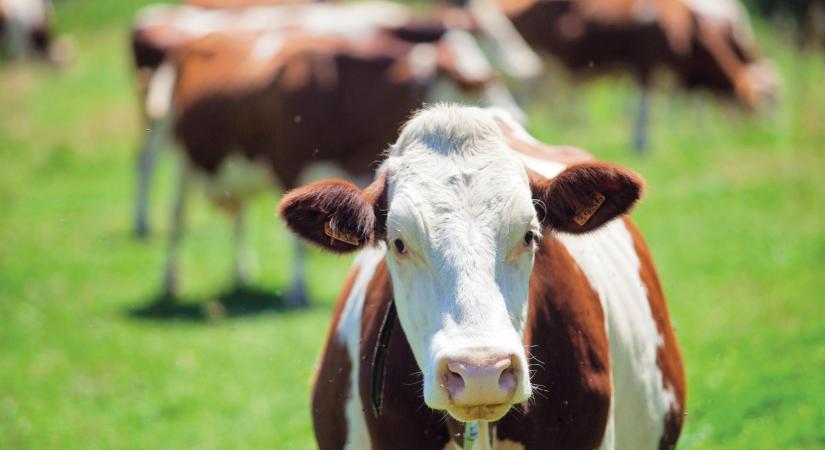 Áttörést ért el a DairyX a tejmentes kazein előállításával