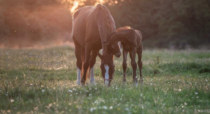 Lovas ökoturisztikai élményközpont épül a Balaton-felvidéken