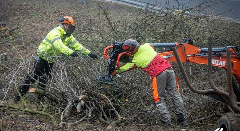 Hatsávos lesz az M1 autópálya, az utat övező növényzet is megújul