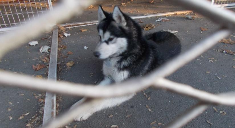 Befogták a Balatonon bolyongó huskyt, de állapota szívszorító