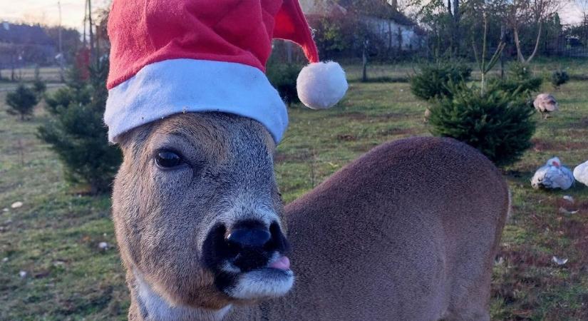 Adventi varázslat és mentett állatok: az Őzikert harmadik gyertyagyújtása - videóval