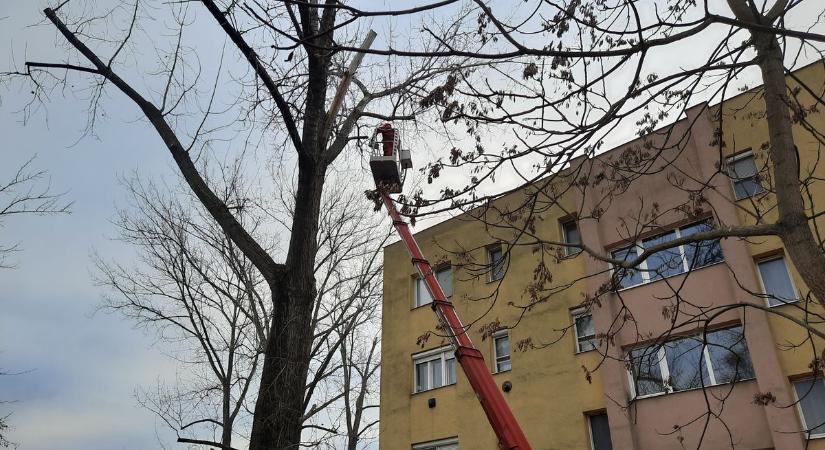 Napokig tartanak a faápolási munkák a városrészben