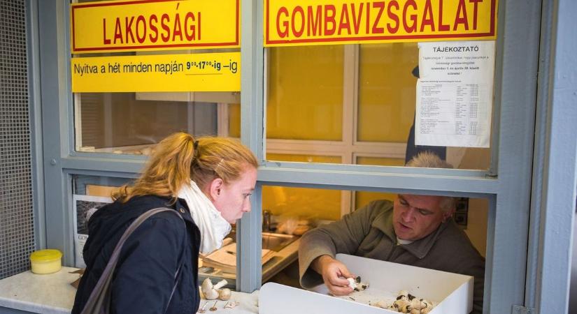 Gombaleves szedte áldozatait, egy tucat ember kapott ételmérgezést