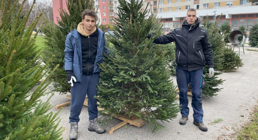 Már keresik a karácsonyfákat Mosonmagyaróváron - Nagyobb forgalom a hét végétől várható - fotók