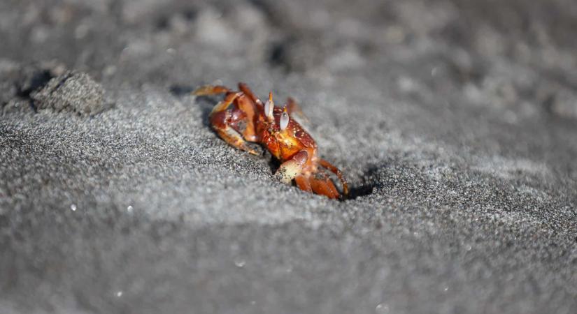 A rákféléknek is vannak fájdalomérzékelőik, állítja egy új kutatás