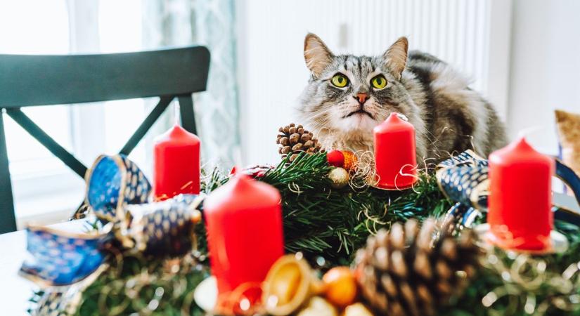 Megkérdeztük az embereket, hogy szerintük mit jelképez az adventi koszorú harmadik gyertyája