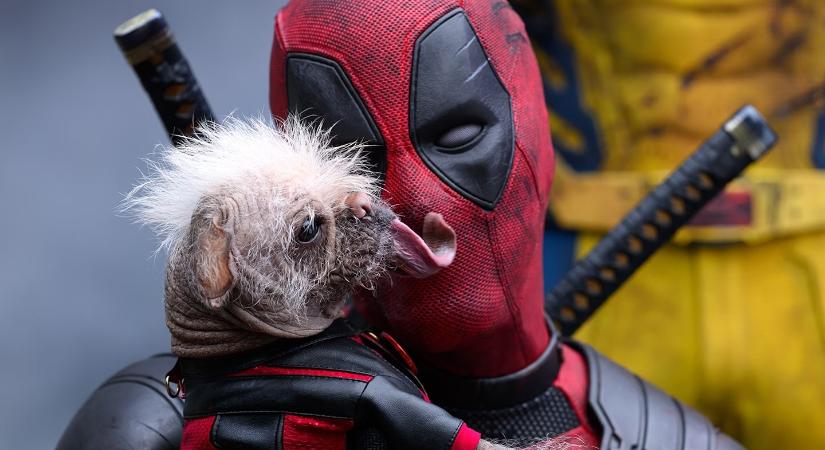 Ryan Reynolds elárulta hogyan folytatódhat Deadpool és Rozsomák története