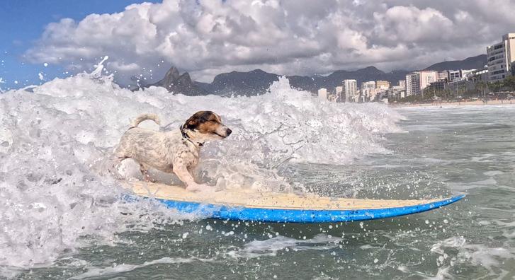 Csodájára járnak Rio De Janeiro szörfös kutyájának