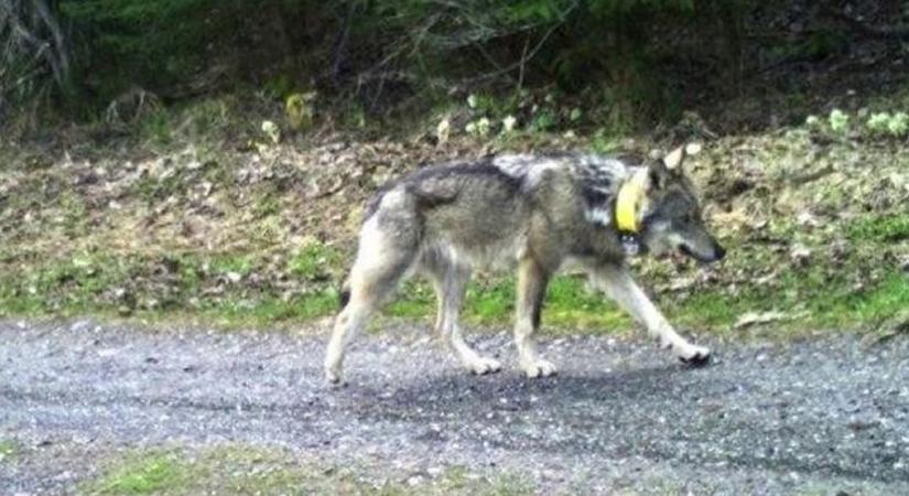 Az ügyészség előtt a kilőtt svájci farkas ügye