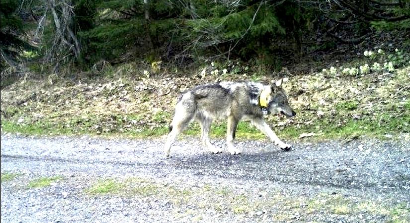 Nem nyomoznak tovább a lelőtt svájci farkas után