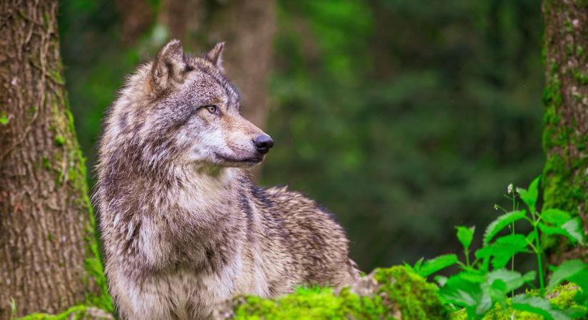 Már csak egy kérdésre keresik a választ, de így is vádemelés jöhet a svájci farkas ügyében