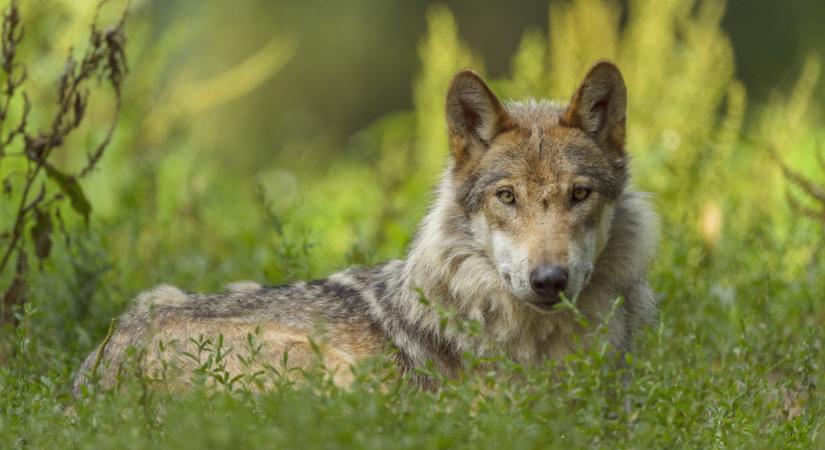 Sokkoló: 11 éves fiú lőtt, de két másik nyíregyházi férfit is gyanúsítanak a "svájci farkas" megölésével