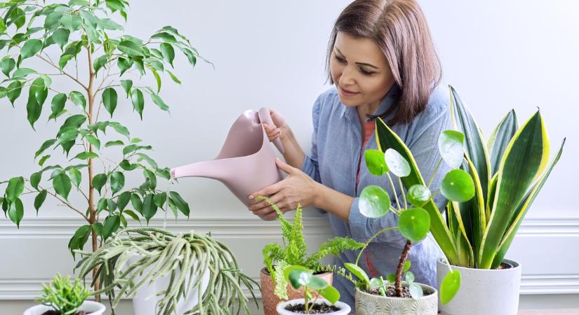 Fáradt, stresszes vagy? Íme 5 ok, amiért érdemes szobanövényt tartani az otthonodban