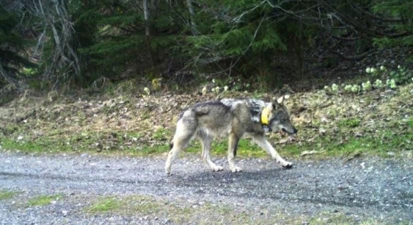 Svájci farkas kilövése: megtörtént a gyanúsítás