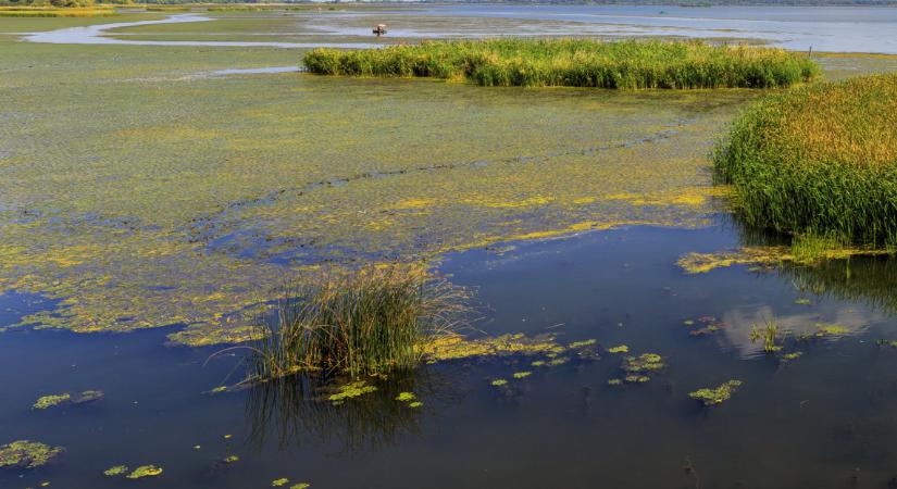 Hoppá, mire készülnek a Tisza-tónál?! Tízezer köbméter iszapot is eltávolítanak, de ez csak a kezdet