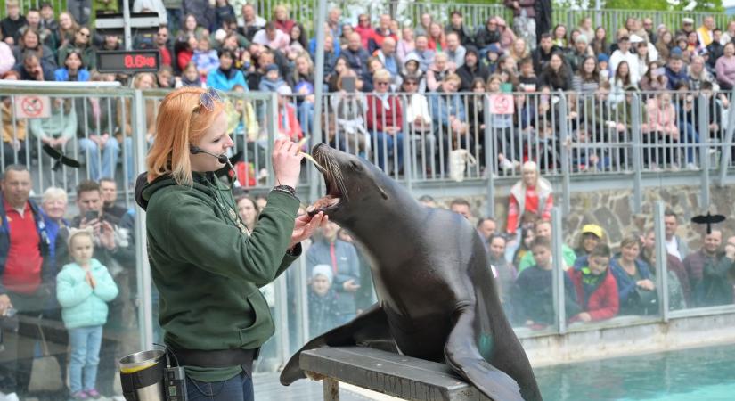 Látogatócsúcs, csodák és varázslatok a Nyíregyházi Állatparkban