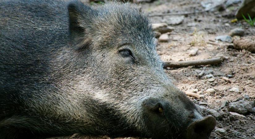 Vaddisznó a célkeresztben – Túrázás előtt kell tájékozódni a vadászatokról