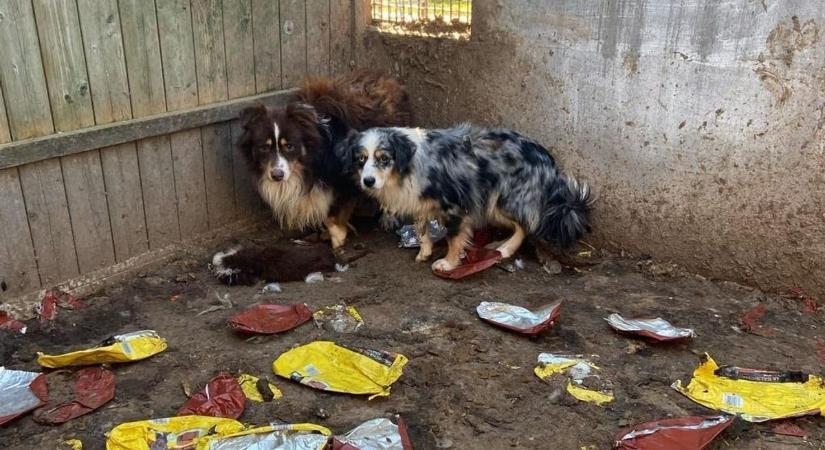 Magyar fejvadászok kapták el Szlovéniában a vasi szaporítótelepek tulajdonosát