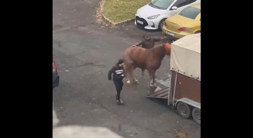 Videón, ahogy egy férfi többször hasba rúg egy lovat Salgótarjánban