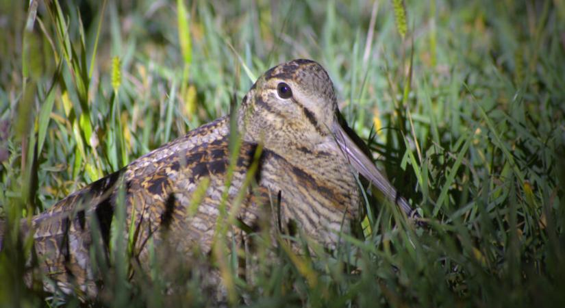 Erdei szalonka táplálkozási helyeit vizsgálták a MATE kutatói