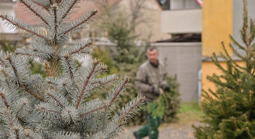 Így érdemes tárolni a fenyőfát, hogy friss maradjon karácsonyig: egri erdész árulta el a titkot