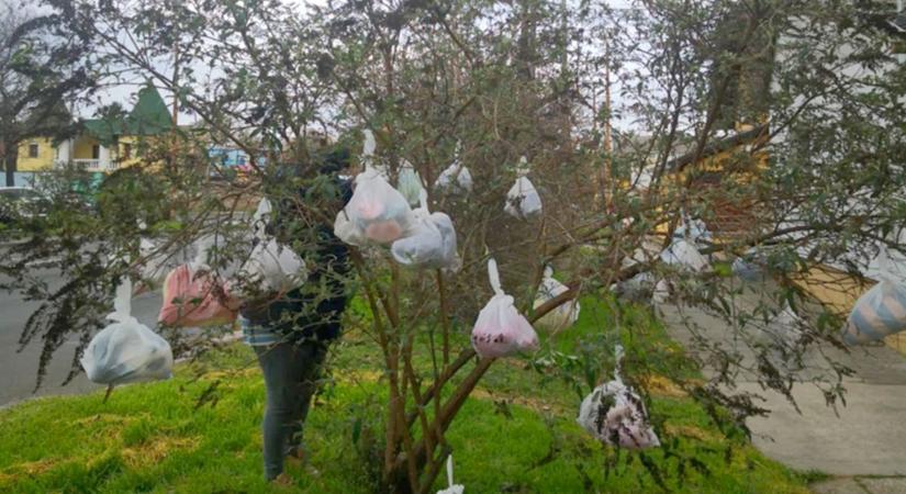 Adventi csodafa: egy megható történet, ami mindenkit szíven üt