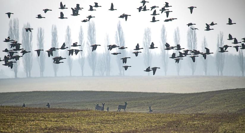 Imádják a Facebookon: különleges természetfotó készült a Kis-Balatonnál