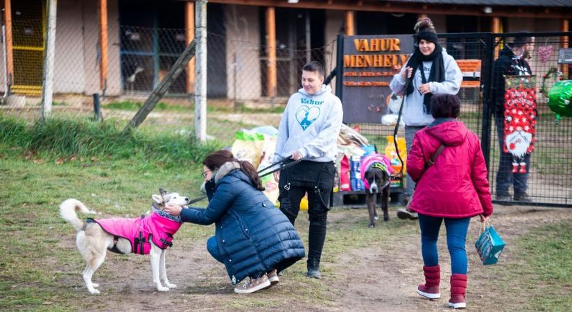 Karácsony az állatmenhelyen