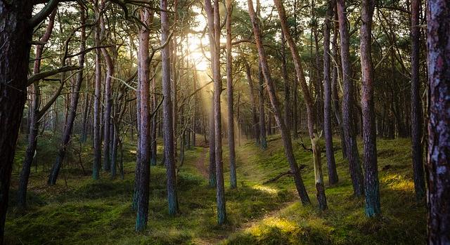 Véleményezhető az agrár-erdészeti rendszereket segítő pályázati felhívás