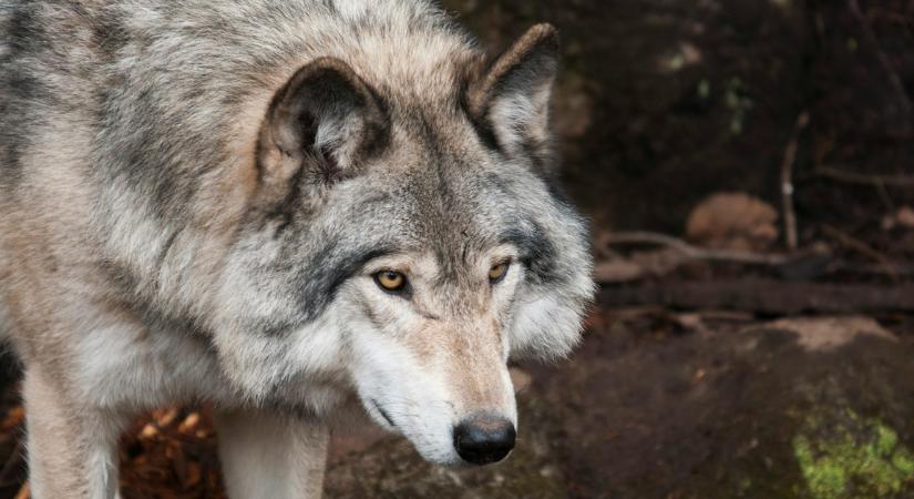 Több évre börtönbe kerülhetnek a svájci farkas ügyének gyanúsítottjai