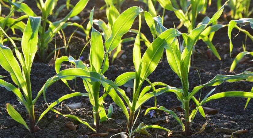 A Corteva tovább bővíti herbicidportfólióját Magyarországon