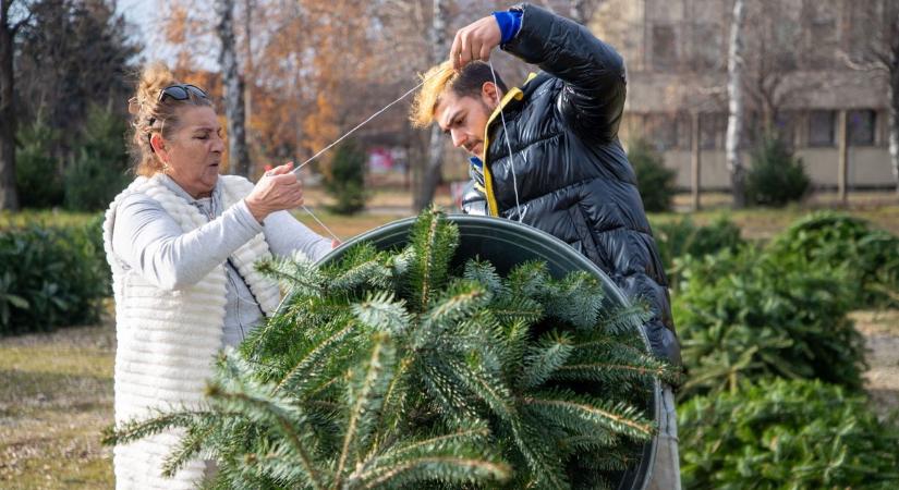 A dinnyés Elvira fenyőfái a legszebbek a vevők szerint videó