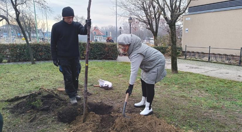 Fákat ültettek Baján, zöldül az Árpád tér – videóval