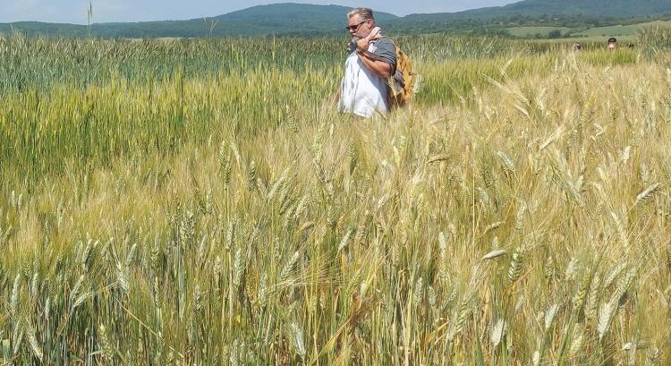 A kalászosok között sem a búza vezeti a vetőmagexportunkat