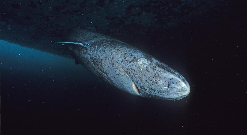 Be lehet rúgni a világ legöregebb gerinceseinek, az akár négyszáz éves grönlandi cápáknak a húsától