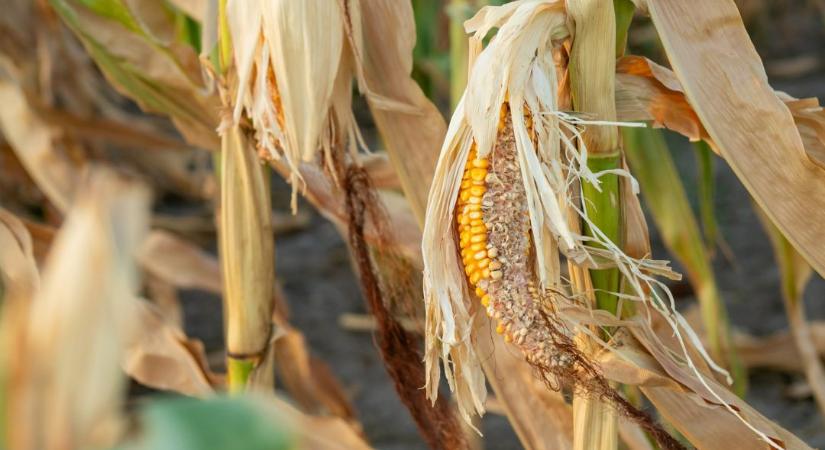 Fontos bejelentést tett az aszályhelyzetről az agrárminiszter!