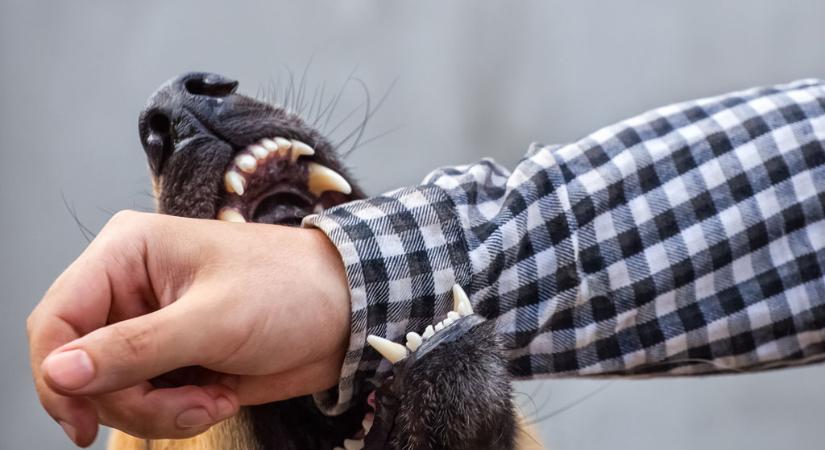 Saját kutyája marcangolta a karját – az idős gazda nem érti, miért támadt rá a kuvasza