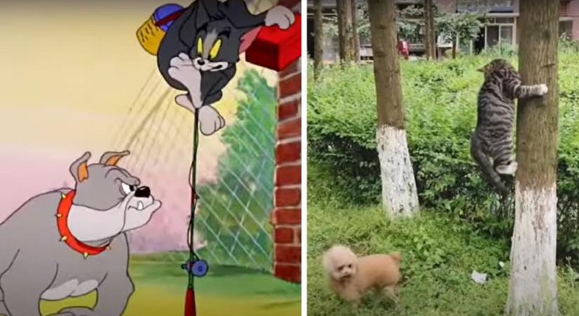 Itt a bizonyíték, hogy a Tom és Jerry világa igenis valós