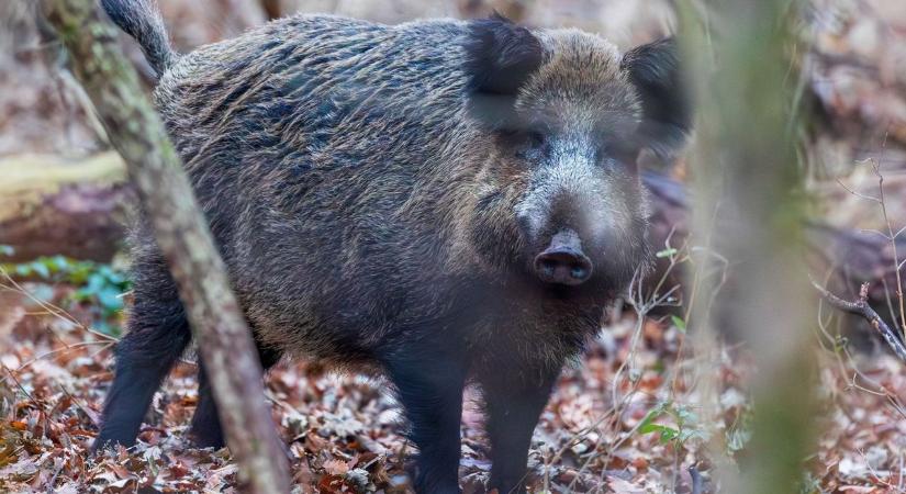 Vaddisznókkal nézett farkasszemet a tatai természetfotós