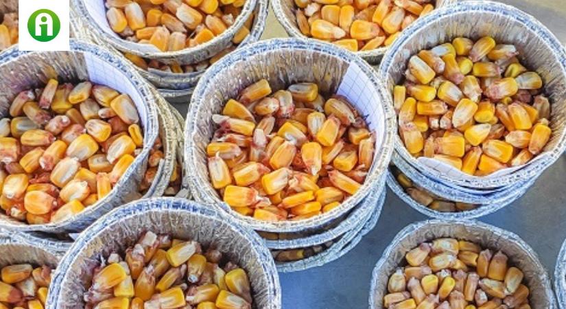 Hogyan védjük a kukoricát a rákkeltő aflatoxintól?