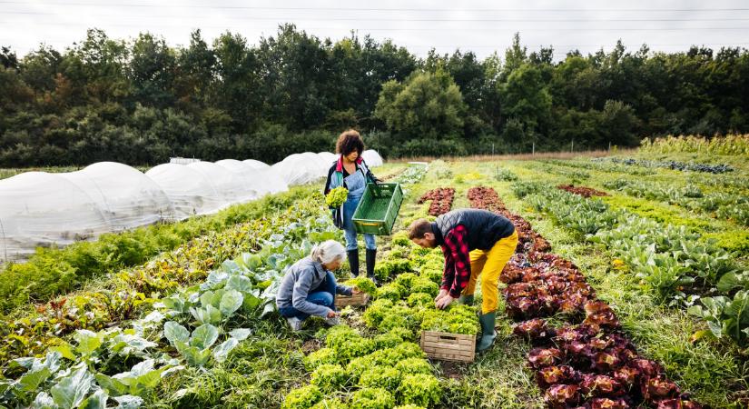 Jobbról és balról is kapott egy nagy pofont ez az ágazat 2024-ben