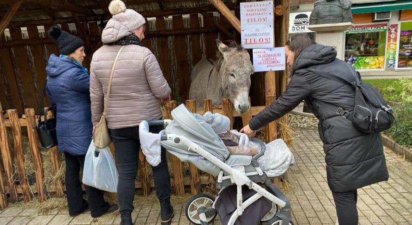 Élő Betlehem Zalaegerszegen (galéria, videó)