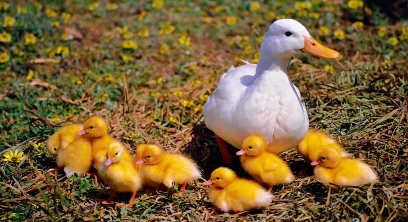 AM: még az idén többlettámogatáshoz jutnak a víziszárnyas-tartók