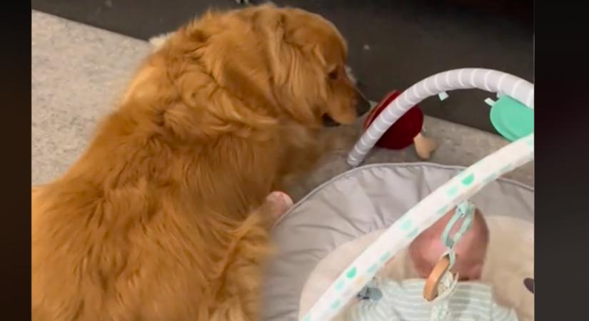 Új játékot kap a baba: amit a golden retriever ezután tesz, sokakat szórakoztat - Videó