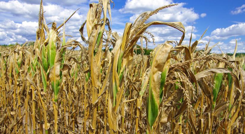 Megjelent az Agro Napló decemberi száma: ez sokaknak hasznos lehet