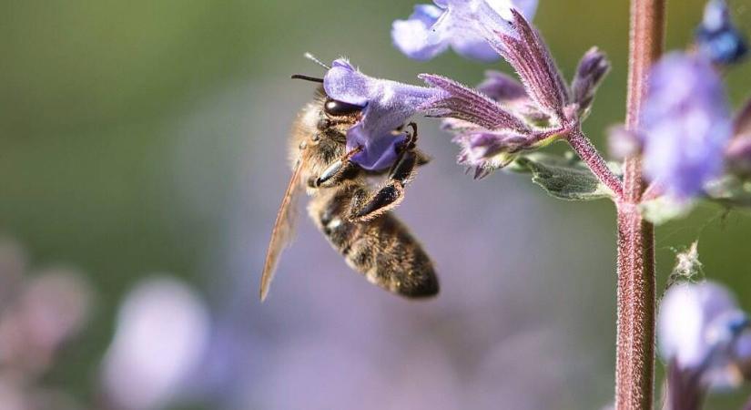 Biodiverzitás a kertben: mit is jelent valójában?